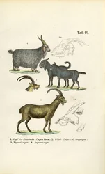 Wildziegen und Ziegenarten mit anatomischen Details