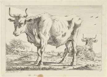 Stehender und liegender Ochse