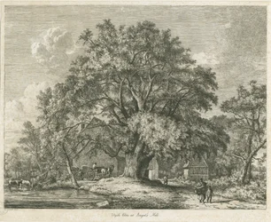 Blithfield - Wych Ulme