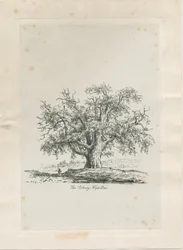 Tutbury - "Wych Elm": Gravur