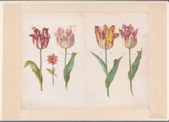 Blatt aus einem Tulpenbuch