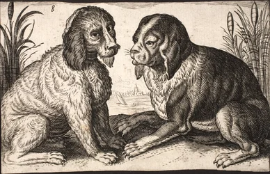 Zwei Hunde an einem Seeufer