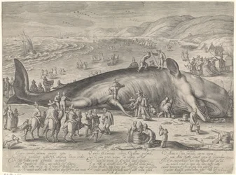 Gestrandeter Wal bei Berckhey, 1598