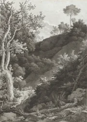 Bewaldeter Berghang