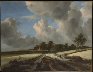 Weizenfelder