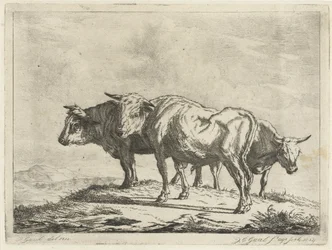 Drei Ochsen