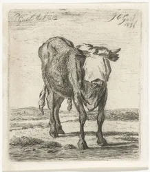 Geblendeter Stier