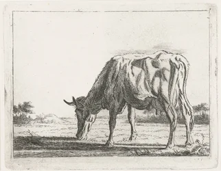 Weidende Kuh