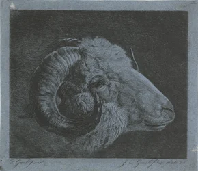 Kopf eines Widders mit nach dem Auge gekrümmtem Horn