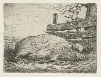 Liegendes Wildschwein