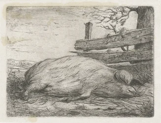 Liegendes Wildschwein