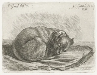 Schlafender Hund auf einer Decke