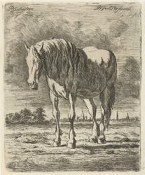 Stehendes weißes Pferd