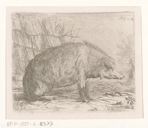 Sitzendes Wildschwein