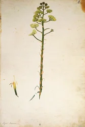 Jahrhundertpflanzenblume (Agave americana) von Jacopo Ligozzi