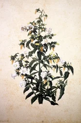 Herbarium: Glockenblume