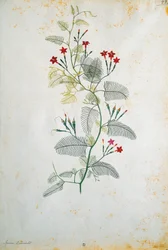 Quamoclit pennata (Zypressenwinde), mexikanische Pflanze, von Jacopo Ligozzi