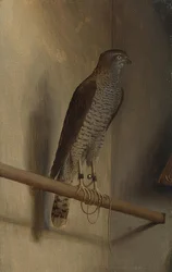 Ein Sperber