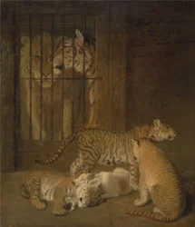 Gruppe von Welpen, gezüchtet zwischen einem Löwen und einer Tigerin