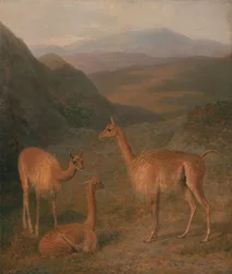 Vikunjas