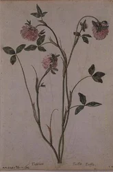 Rotklee, ca. 1568