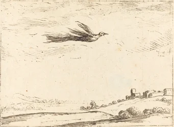 Paradiesvogel