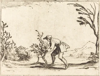 Mann, der einen Balsambaum schneidet