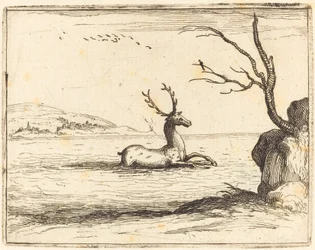 Hirsch im Wasser