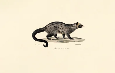 Afrikanische Zibetkatze