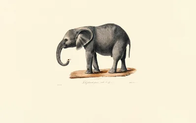 Afrikanischer Elefant (Jungtier)