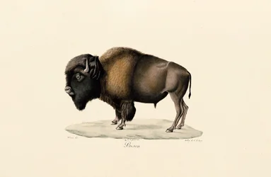 Amerikanischer Bison