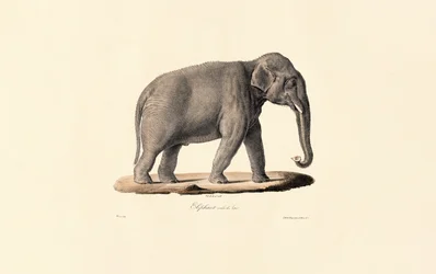 Asiatischer Elefant