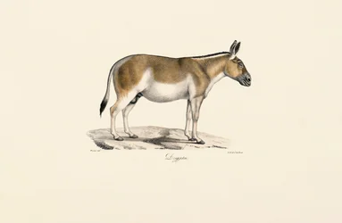 Asiatischer Wildesel