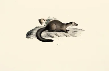 Baummarder