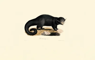 Binturong (Arctictis binturong)