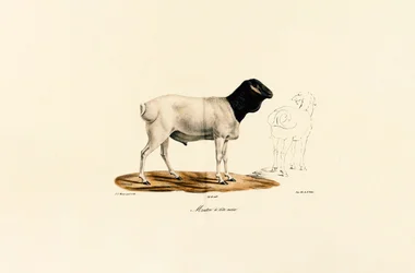 Schwarzköpfiges Schaf