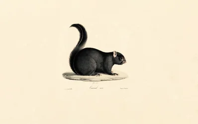 Schwarzes Eichhörnchen