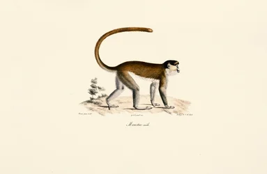 Blauer Meerkatze