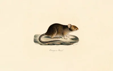 Brasilianische Stachelratte