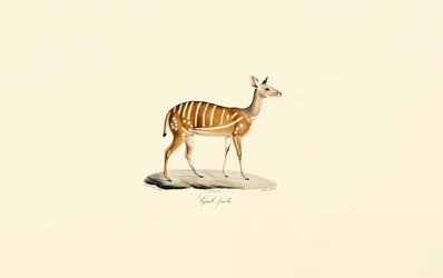 Buschbock (Guib Antilope, Weiblich)