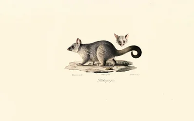 Gewöhnlicher Fuchskusu