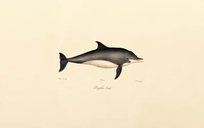 Gewöhnlicher Delfin (Delphinus delphis)