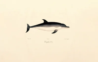 Gewöhnlicher Delfin