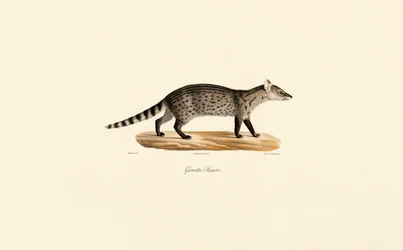 Ginsterkatze