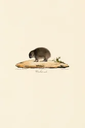 Gewöhnlicher Wombat (Männlich)