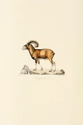 Korsischer Mufflon