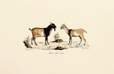 Zwergbock und Zwergziege