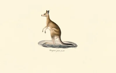 Östliches Graues Känguru (Weibchen)