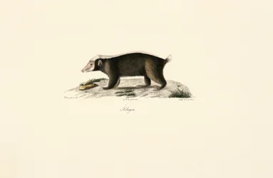 Europäischer Dachs