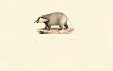 Europäischer Dachs